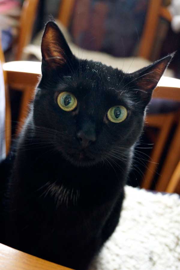 Meine Haushaltshilfe und Arbeiterin